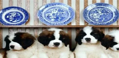圣伯纳犬对小孩友善程度 圣伯纳犬善良友爱 | 圣伯纳犬