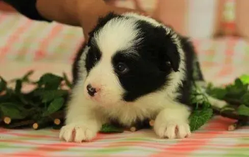 边境牧羊犬|边境牧羊犬连续呕吐3天还不吃东西怎么办
