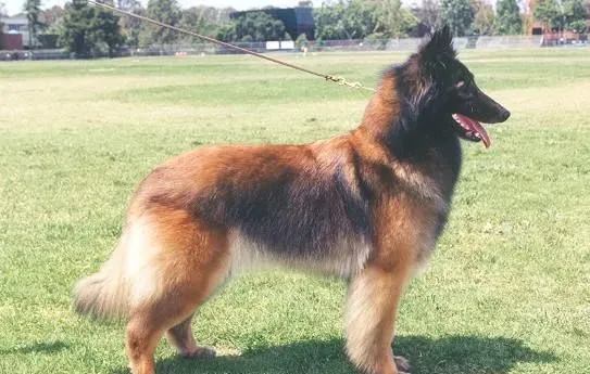 比利时坦比连犬掉毛吗 雄性有丰厚的饰毛 | 比利时坦比连犬