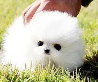 博美犬|博美犬怀孕一个多月突然拉稀怎么办