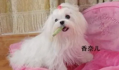 马尔济斯|三个多月的马尔济斯犬睡觉抽搐是怎么回事