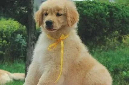 金毛|金毛犬都十个月了吃狗粮还是不嚼 会不会噎着