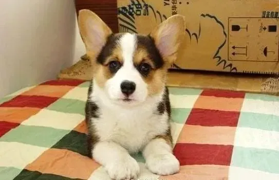柯基犬|柯基犬细小刚好，越来越瘦如何补充营养