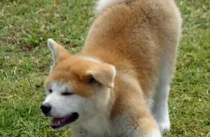 秋田犬|对秋田犬进行优化训练的六个理由