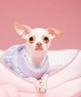 吉娃娃|给吉娃娃进行人工哺乳的方法总结