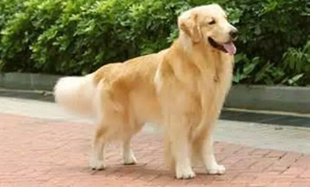 金毛|绝育知识百科 给金毛犬做绝育有哪些注意事项