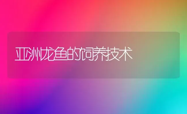 亚洲龙鱼的饲养技术 | 鱼类宠物
