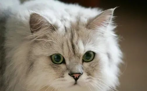 金吉拉猫怎么养 饲养是要多注意它的饮食 | 金吉拉猫