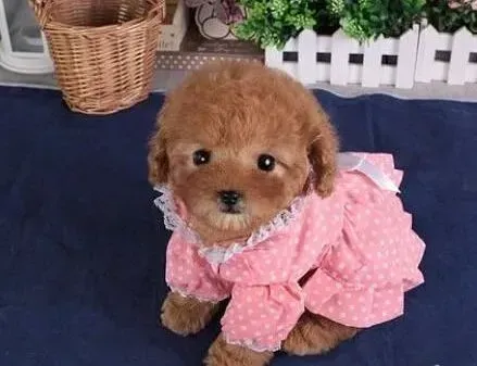 贵宾犬|评量贵宾犬智商高低的两种测试方法