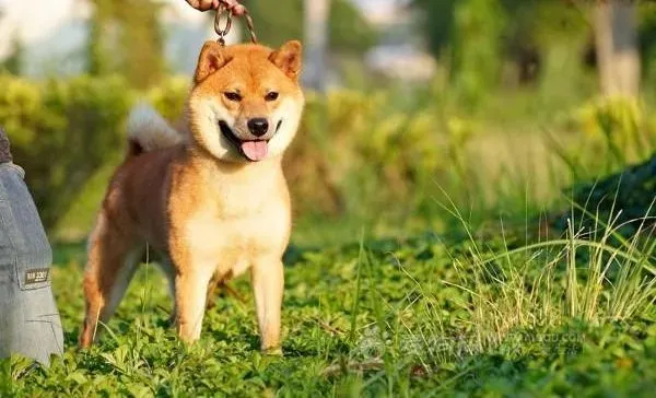 柴犬|柴犬身上出现很多红疙瘩奇痒难耐