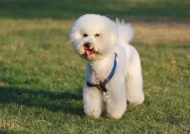 比熊犬|家养比熊犬，谨慎防治莱姆病