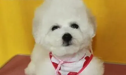 比熊犬|如何制止比熊犬在轮胎下面乱撒尿