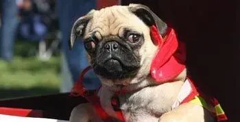 巴哥犬怎么养  带你了解更健康的方法 | 巴哥犬