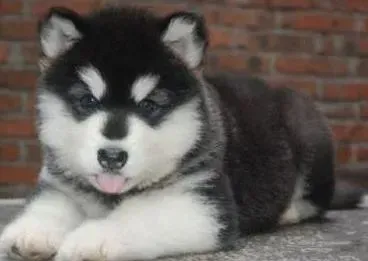 阿拉斯加犬|百变营养师 如何喂养不同时期的阿拉斯加雪橇犬