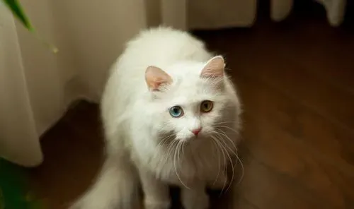 波斯猫介绍 性格及适合饲养的人群 | 波斯猫