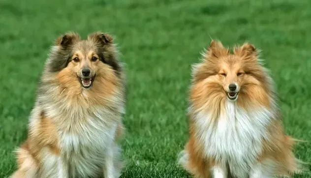 喜乐蒂牧羊犬幼犬的特征 喜乐蒂牧羊犬幼犬的养护 | 喜乐蒂牧羊犬