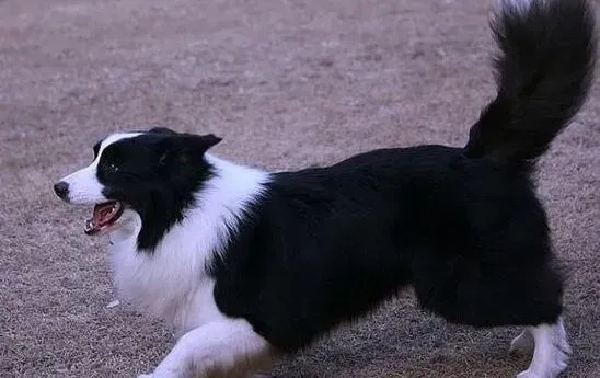 边境牧羊犬|边境牧羊犬牙齿松动是什么情况