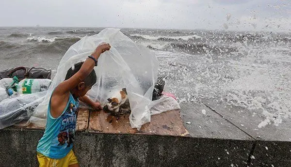 母猫台风中生产 父子拿塑胶布帮母子遮风避雨