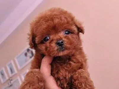 贵宾犬|处理贵宾犬抽搐痉挛时的方法分几个步骤