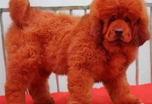 藏獒|藏獒误吃维生素B2怎么办 要紧吗