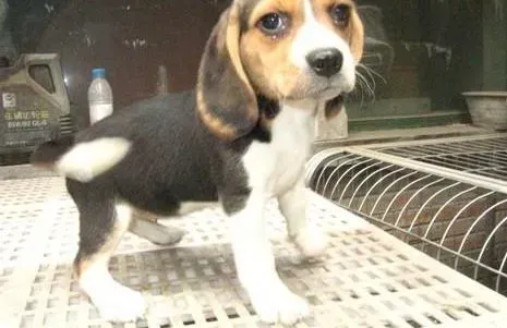 伯恩山犬|伯恩山犬为什么老咬人