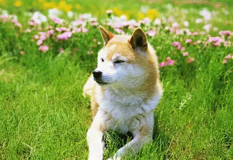 犬肝吸虫病 犬肝吸虫病的症状及防治方法 | 狗
