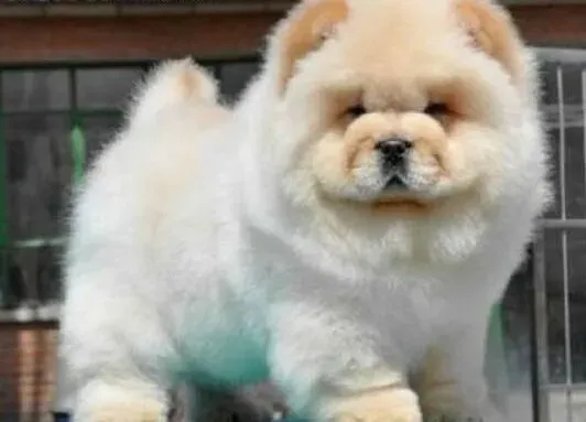 松狮犬|为什么不能够总给松狮犬吃肉