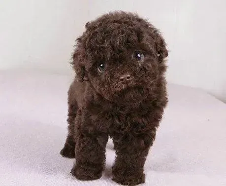 贵宾犬|贵宾犬饭后需要吃点水果之类的东西吗 求解惑