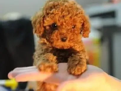 贵宾犬|主人应做好哪些饲养贵宾犬的准备