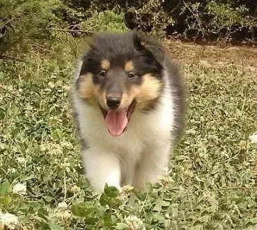 苏格兰牧羊犬|苏格兰牧羊犬的训练方法之赏罚分明