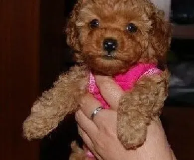 贵宾犬|主人们给贵宾犬穿上衣服是否有好处