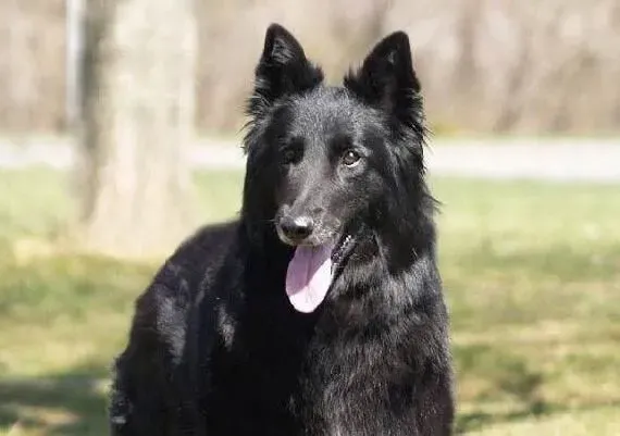 比利时牧羊犬的成长表 幼崽的过程是非常艰辛 | 比利时牧羊犬