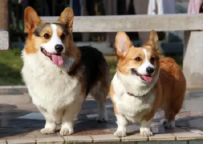 柯基犬|五个月的柯基犬吃什么狗粮最好