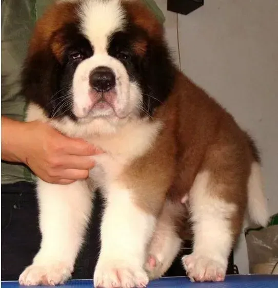 圣伯纳犬|最近圣伯纳犬好像瘦了 应该如何补充营养