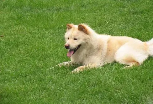 秋田犬|帮助秋田犬养成良好的习惯有哪些方法