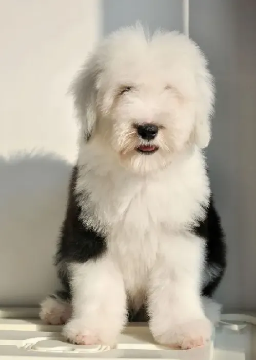 古代牧羊犬|怎么喂养古代牧羊犬使它更加强壮