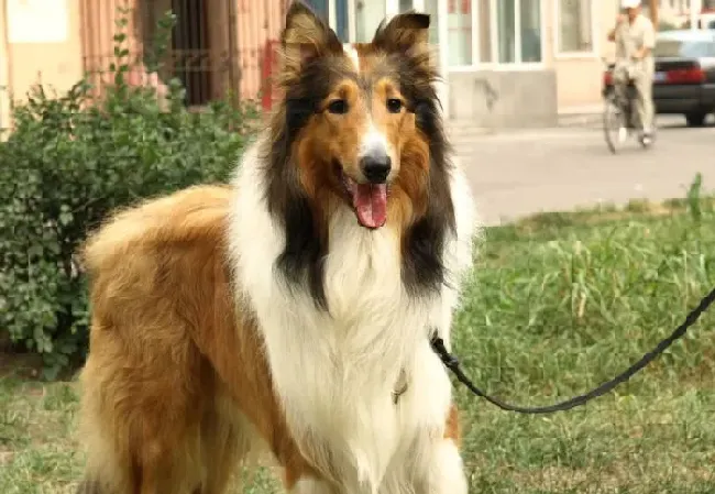 苏格兰牧羊犬跑的快吗 苏牧可以每小时四十公里 | 苏格兰牧羊犬