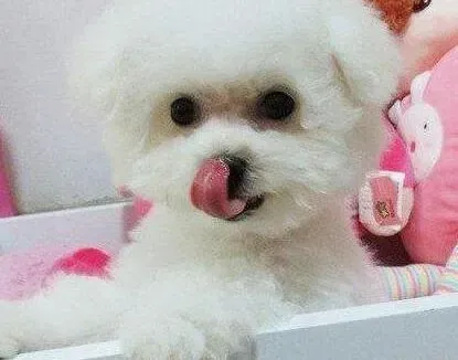 比熊犬|三个月的比熊犬吃什么吐什么，应吃什么药