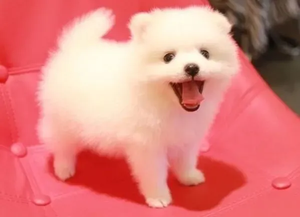 银狐犬|知识补充 详细了解银狐犬的饮食习惯