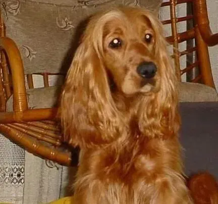 可卡犬|健康知识小百科 可卡犬患上皮肤病如何是好