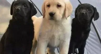拉布拉多|想要给拉布拉多犬注射疫苗 大概得花多少钱啊 求指点