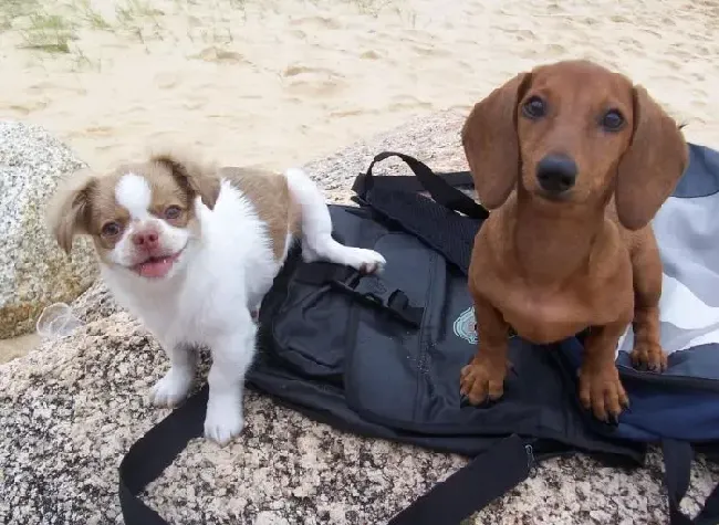 腊肠犬|怀孕期间的腊肠犬可以吃些什么食物
