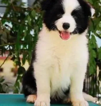 边境牧羊犬|边境牧羊犬幼犬在饮食方面应该注意的问题