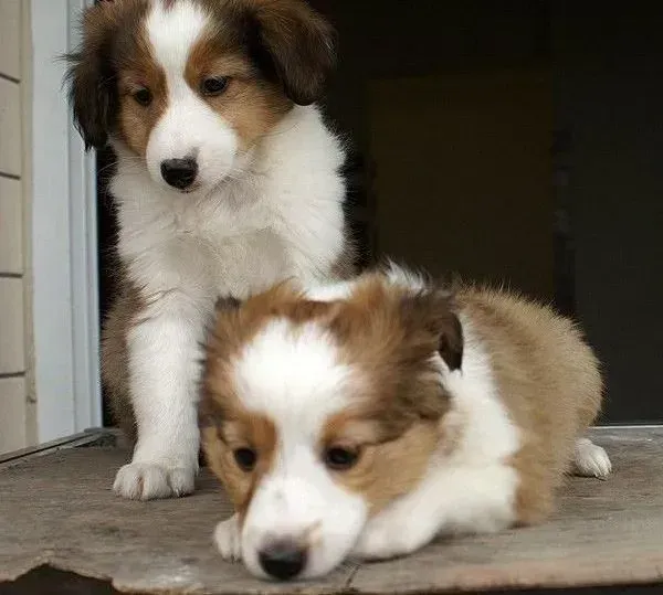 苏格兰牧羊犬|避免苏格兰牧羊犬运动时受伤害的方法