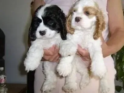 可卡犬|主人要知道可卡犬生病的症状有哪些