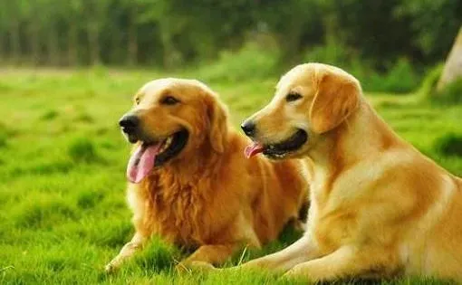 金毛|金毛犬多大可以吃美毛粉