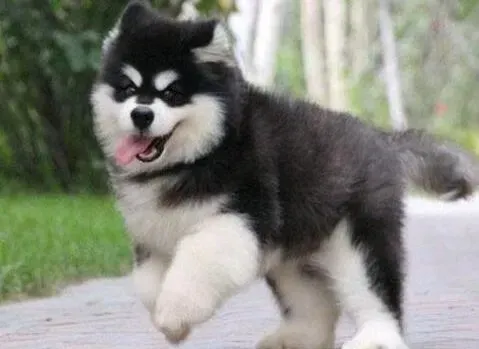 阿拉斯加犬|阿拉斯加犬的便便有点粘稠正常吗