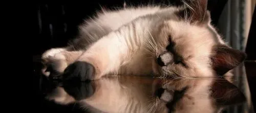 巴厘猫肠炎吃什么药 调节消化系统 | 巴厘猫