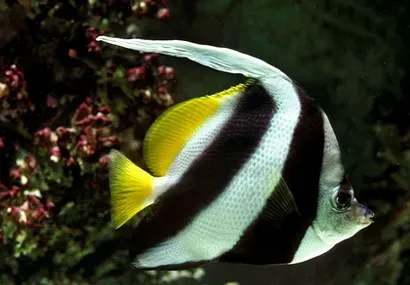 多棘马夫鱼吃什么 该鱼属于肉食性鱼类 | 多棘马夫鱼