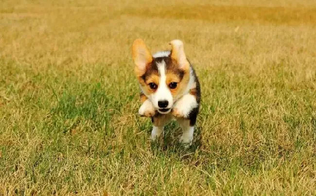 柯基犬|柯基犬需要进行补血 用什么药物合适